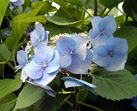 12756 Blue flowers